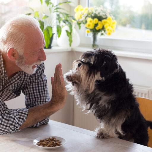 Senior man giving high five to dog | Best dog breeds for seniors