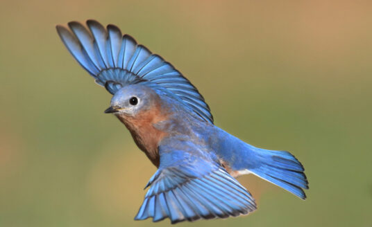 An Eastern Bluebird flies among many other common Missouri birds